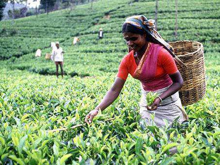Progetto Sri-Lanka
